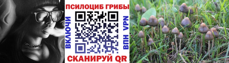 кракен рабочий сайт Купино Псилоцибиновые грибы Psilocybe